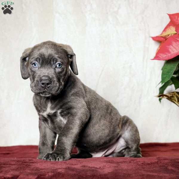 Easton, Cane Corso Puppy